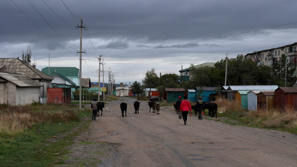 A herd of cows is a typical sight on the streets of Karakol