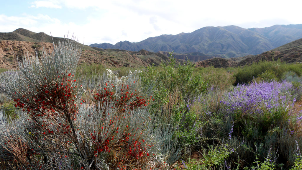 First we saw many colourful plants