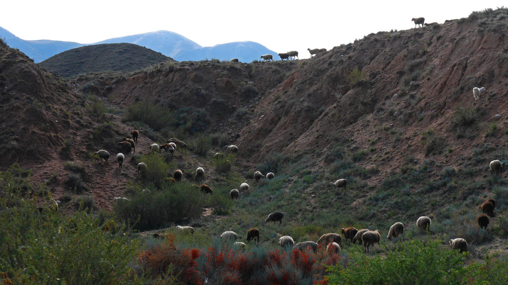 Lots and lots of sheep