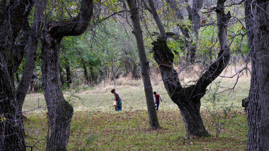 Collecting walnuts