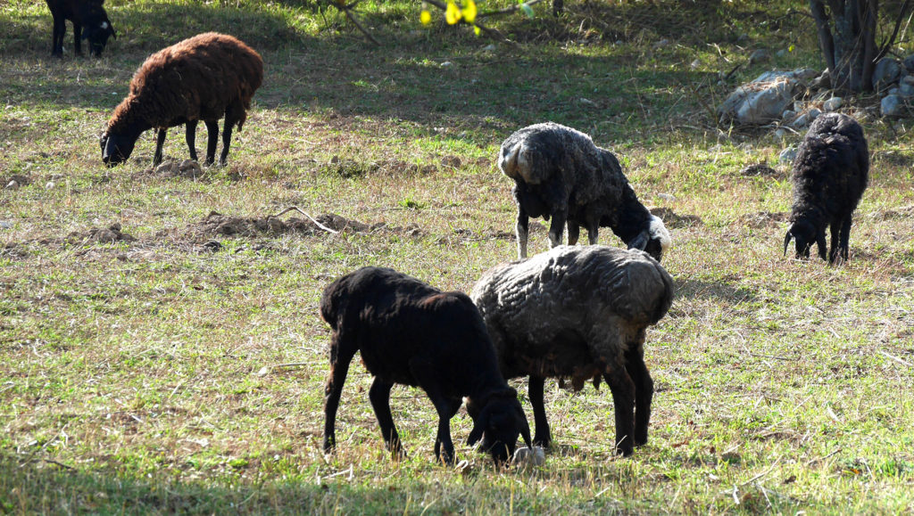 Viele der Schafe in Zentralasien haben einen fetten Hintern