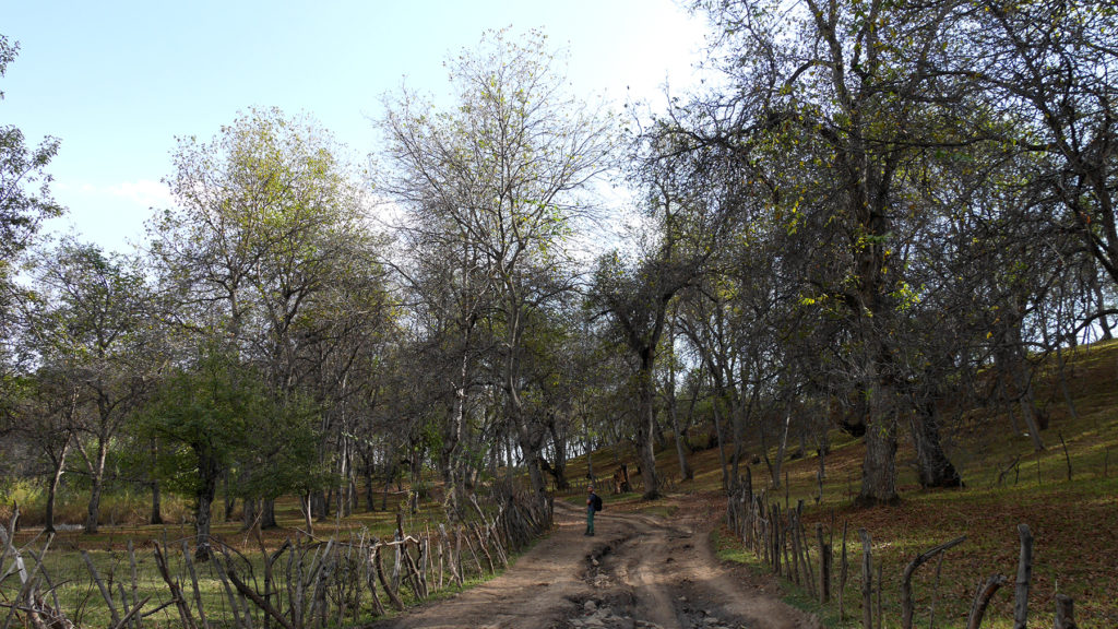 Walking in the walnut forest