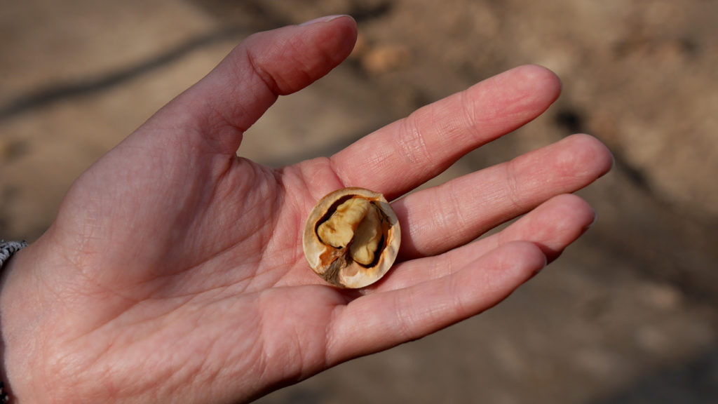 We managed to find a few walnuts on the way, but most of them were this small or already dried up