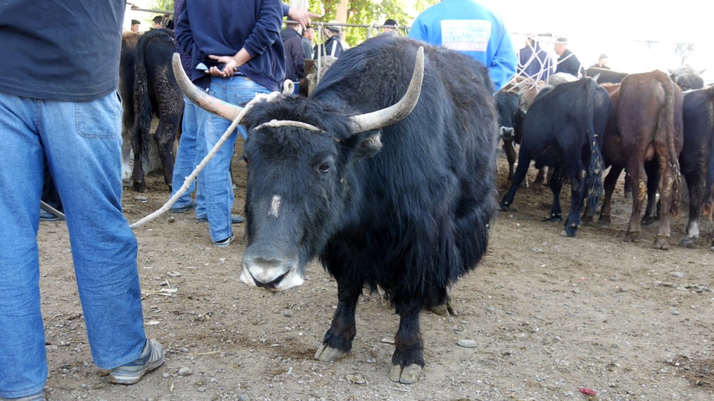 We would have liked to adopt this yak