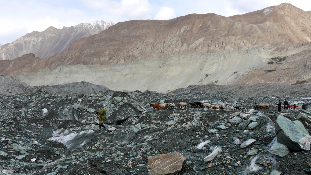 Ziegenherde am Gletscher