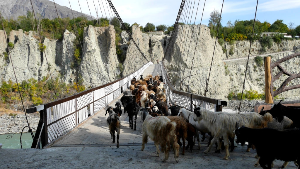 Wir haben es gerade bevor die Ziegen gekommen sind über die Brücke geschafft