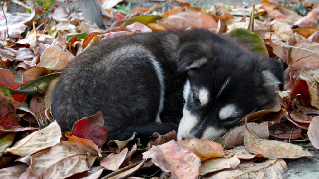 Loki pretending to be a peaceful dog