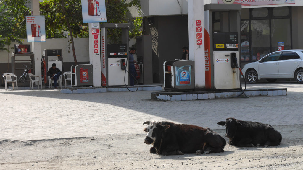 Cows chilling at the gas station