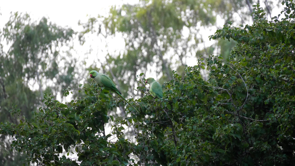 Viele dieser Vögel lebten im Baum vor unserem Zimmer