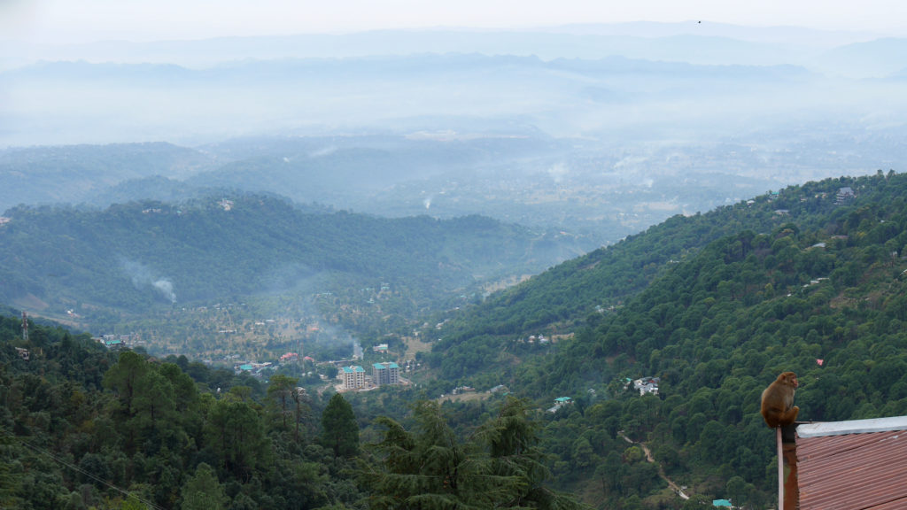 Ein Affe blickt über Dharamshala