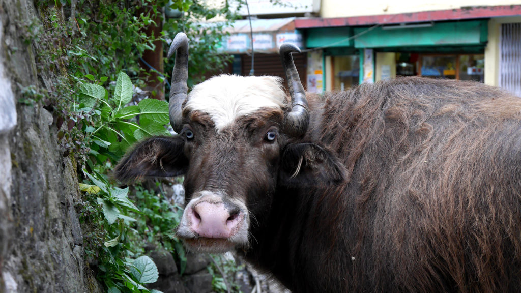 This gorgeous buffalo/yak/husky also lives in Mcleod Ganj