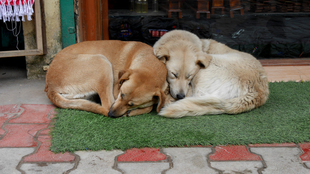 Und viele Hunde natürlich auch