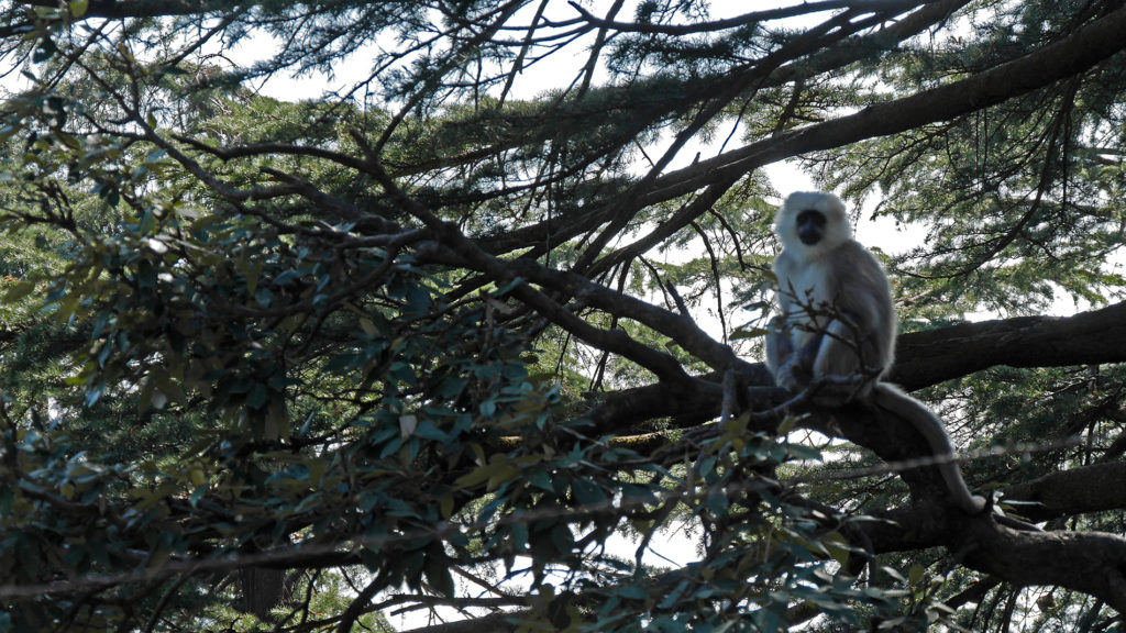 One of the black and white monkeys