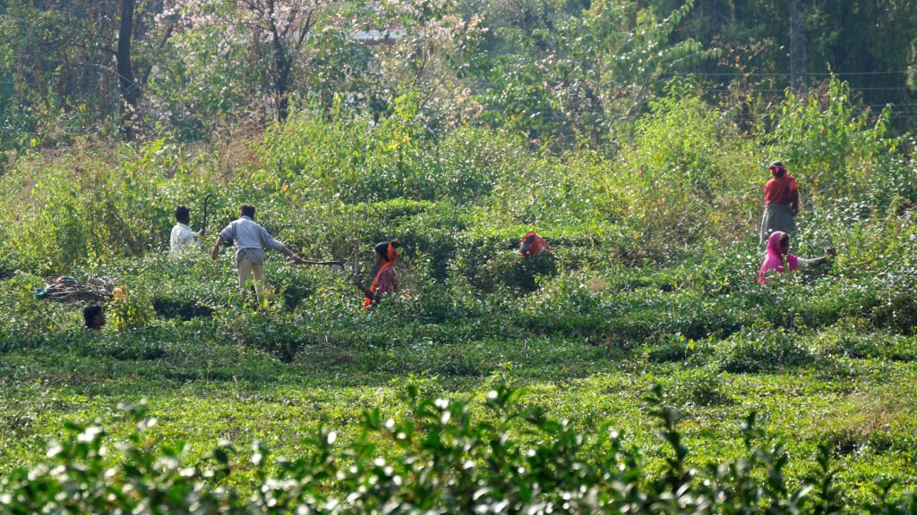 Palampur tea field