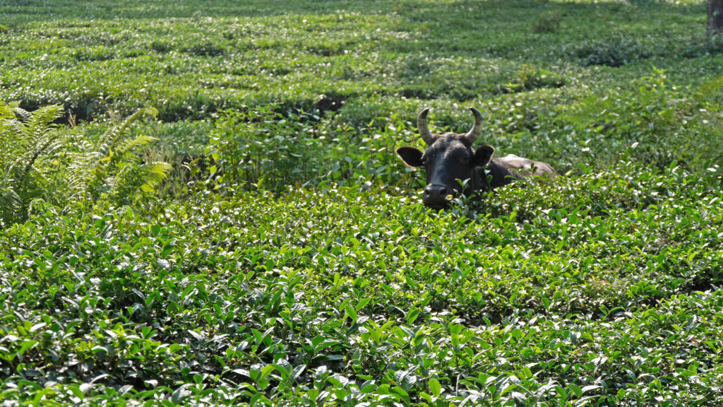 Bull enjoying the delicate taste of Kangra tea