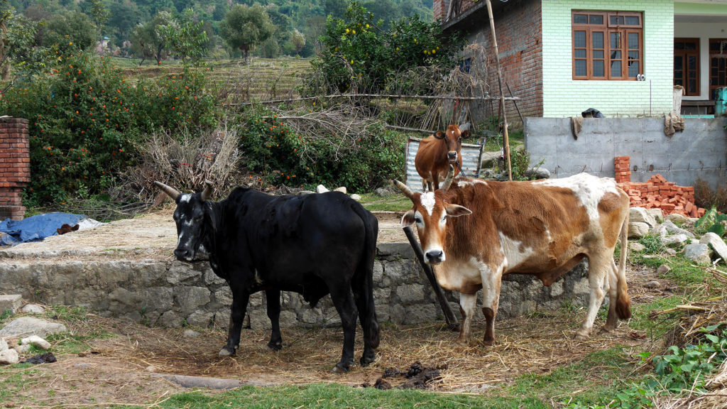 We saw many many cows