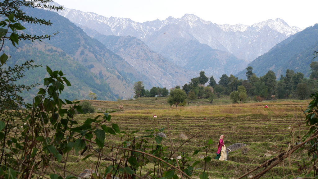 On the hills of Palampur