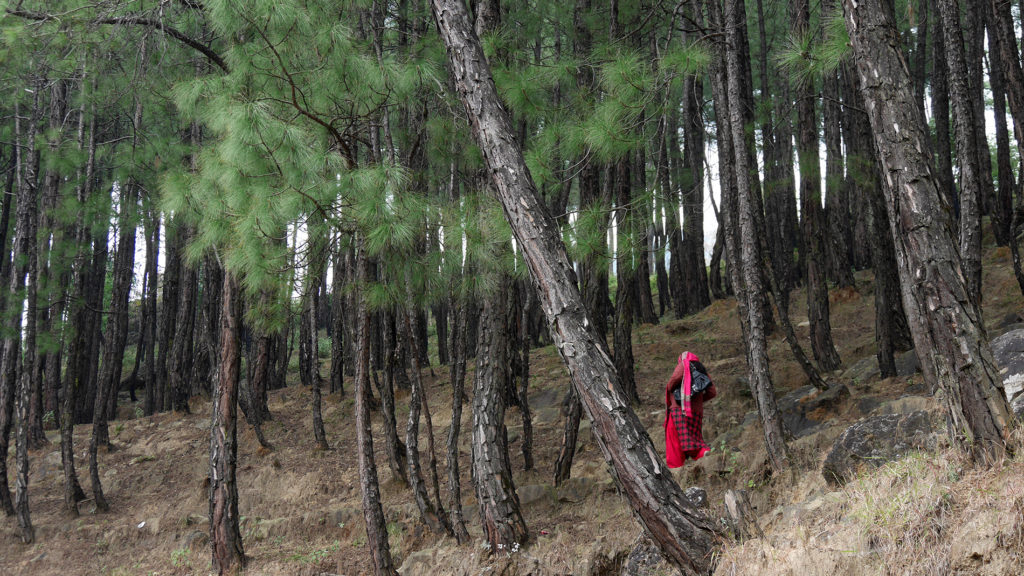 A forest path along the way