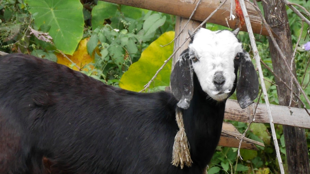 This goat had a cool skull face