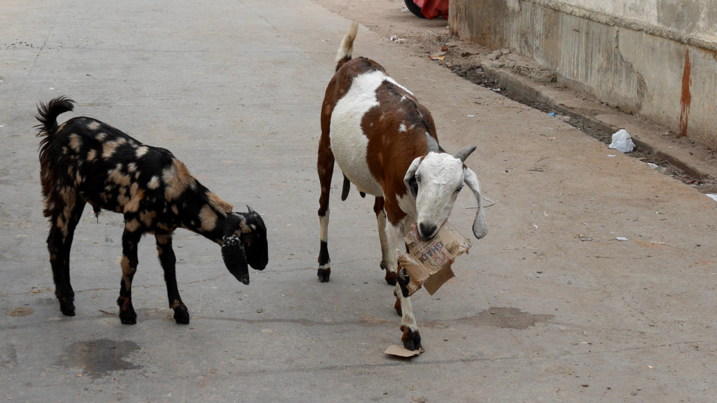 Some trash eating goats