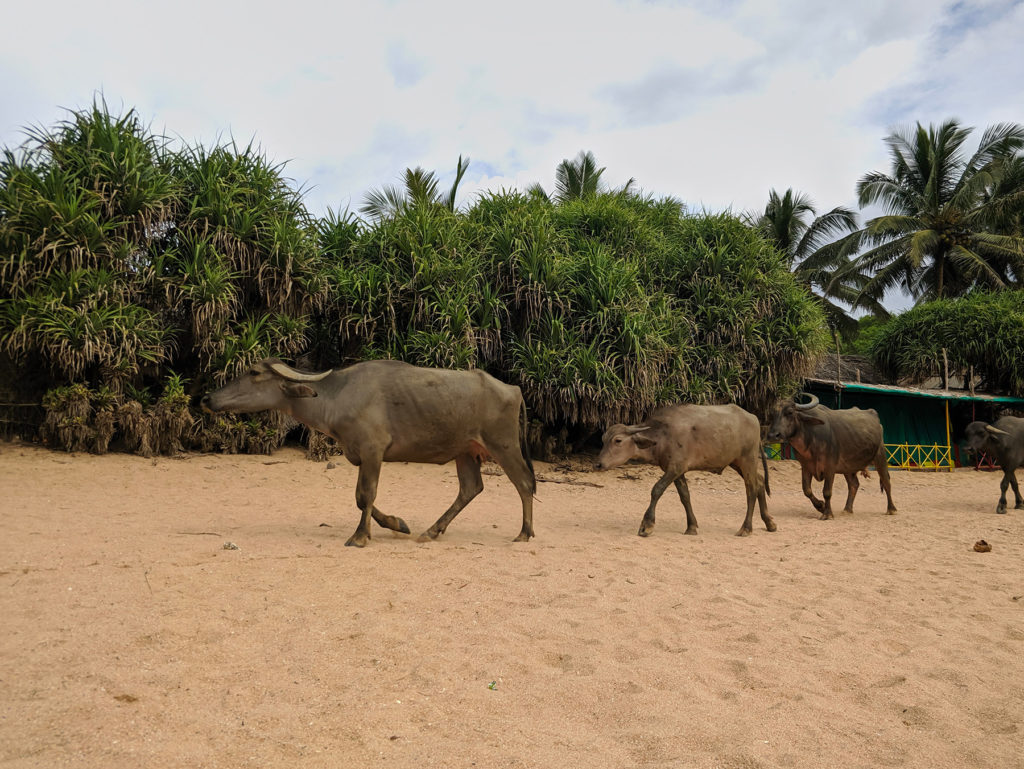 Sometimes you have to take care that a buffalo doesn’t walk over you while you sleep on the beach