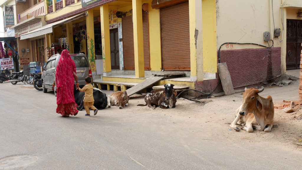 Da Kühe im Hinduismus heilig sind, findet man sie in Pushkar überall