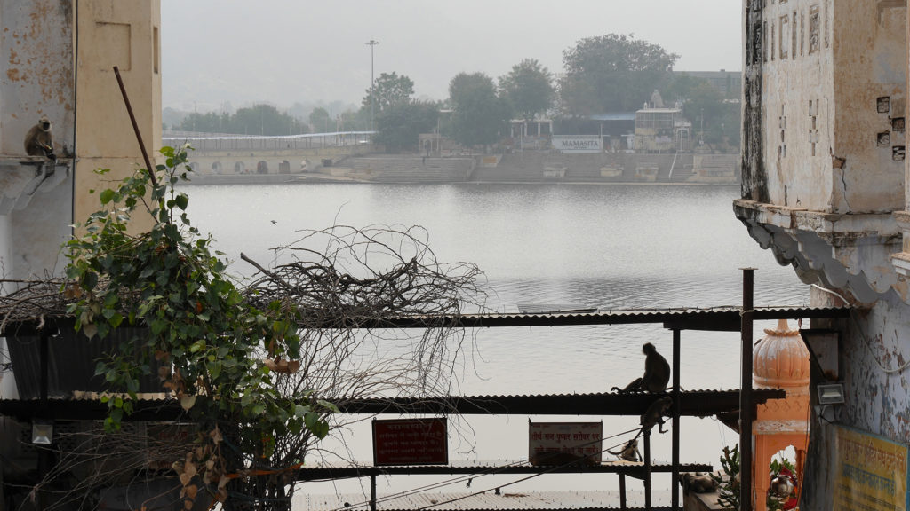 Monkeys in one of the ghats