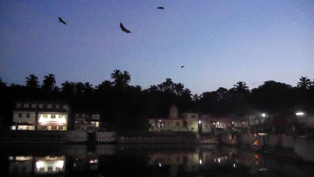 A few of the numerous giant bats flying over us