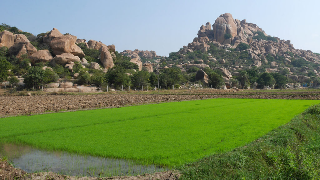 Besides tourism, local people’s income is based on agriculture (eg. rice)