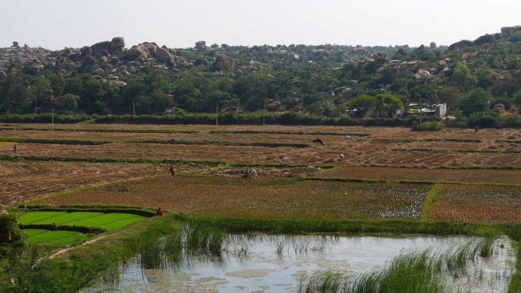 Locals at work on the rice paddies