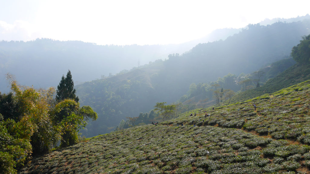 The views over the endless tea gardens