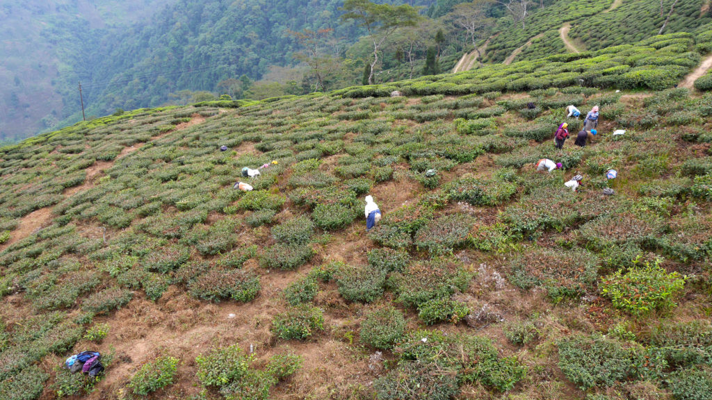 Women working at the plantation