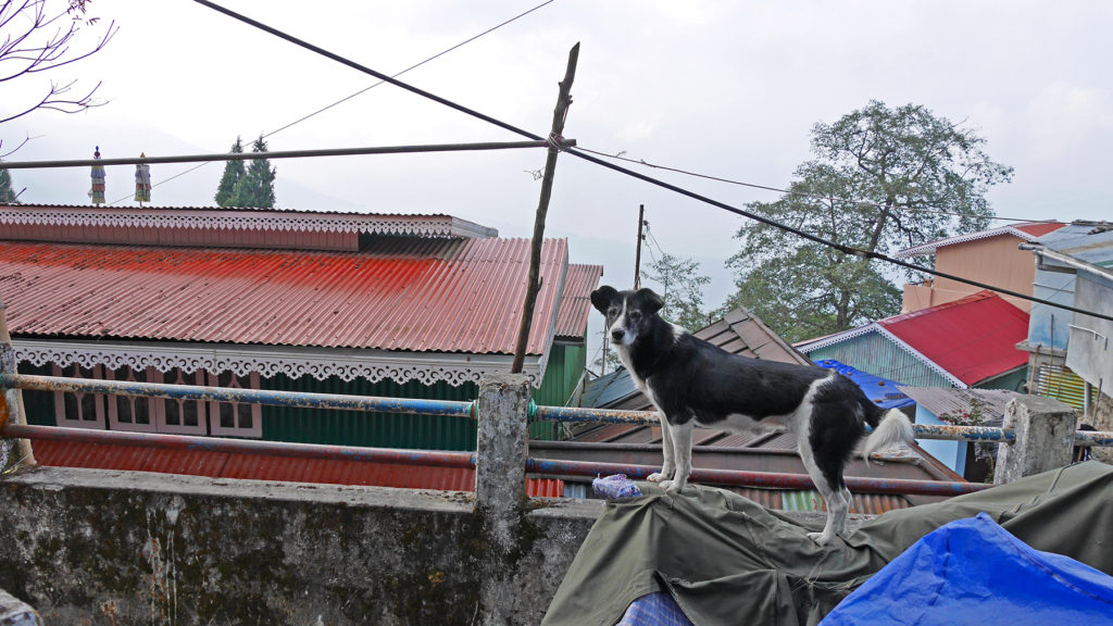 A dog we met on the way. Many houses in Darjeeling have beautiful decorations at the sides of the roof, like this one.