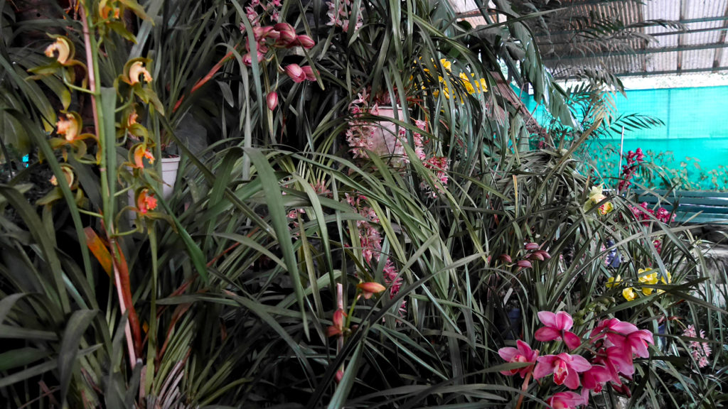 Some of the over 200 orchids at the Deorali Orchid Sanctuary