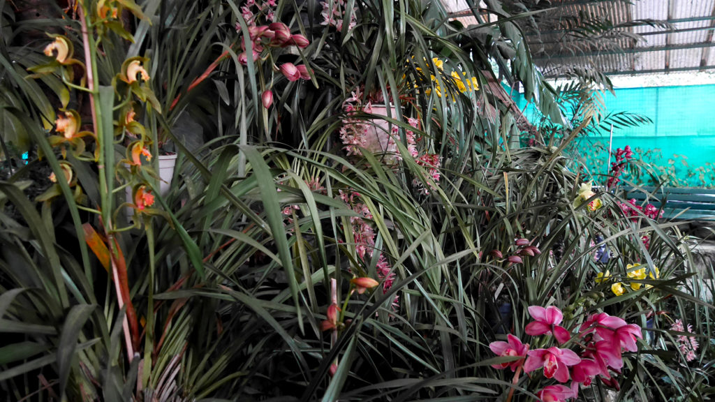 Some of the over 200 orchids at the Deorali Orchid Sanctuary 