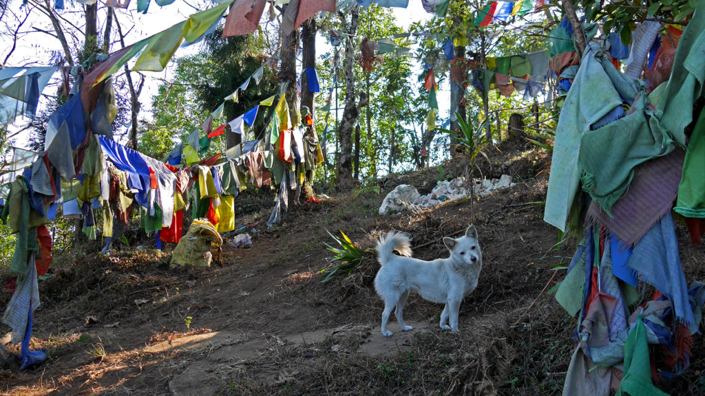 Johanna hat sich in diese Art kleiner weißer Hunde, die wir auch schon in Darjeeling gesehen haben, verliebt