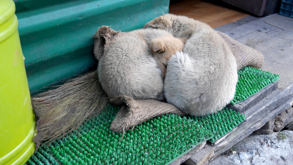 Kuscheln ist auch eine gute Möglichkeit, sich warm zu halten