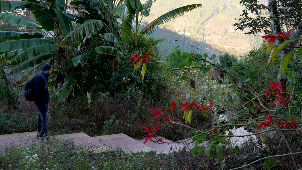 These huge Christmas flowers were blooming everywhere around Sikkim