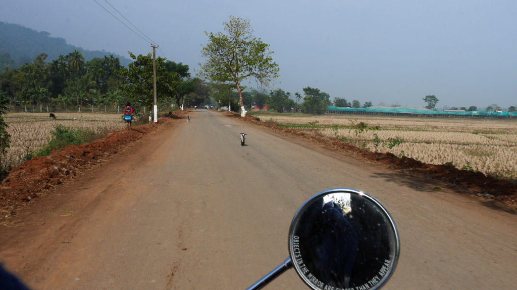 Little goat on the road