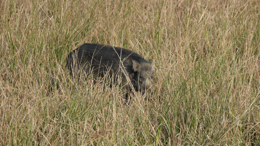 Wildschwein