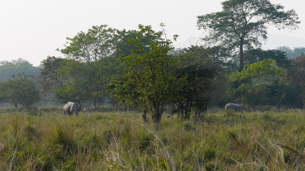 Die ersten Nashörner, die wir auf unserer Safari gesehen haben