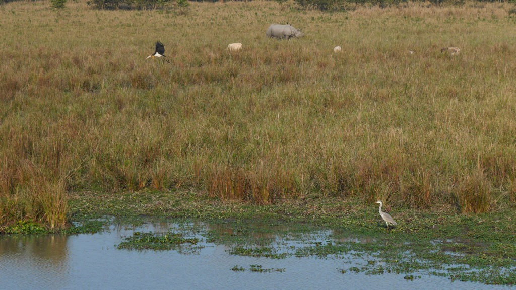 Rhinos, birds and cows living in harmony