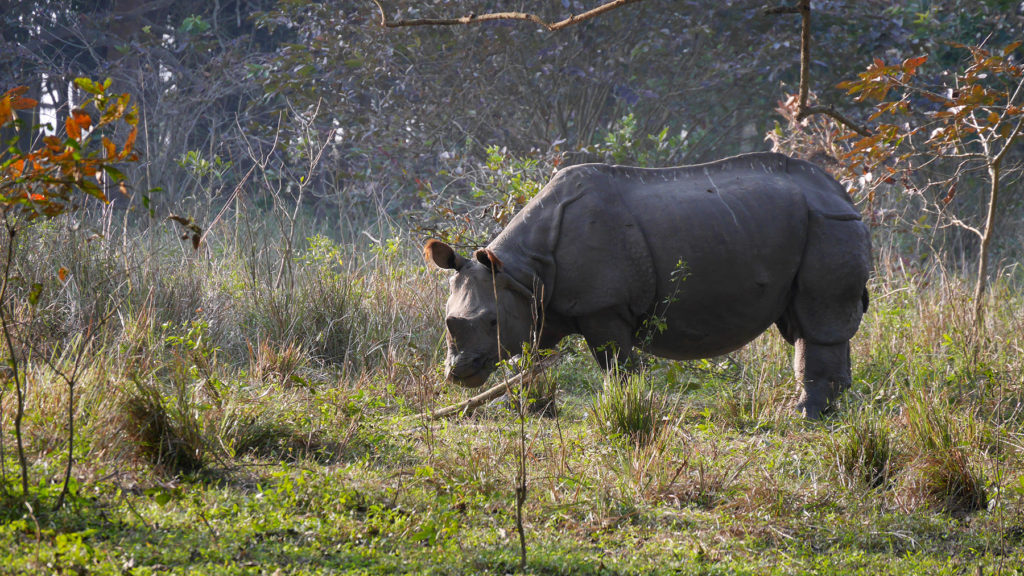 At the end of our we saw this rhino from close up...