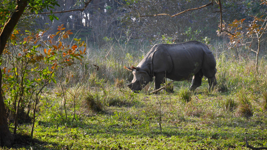 One of the rhinos we saw in Pobitora