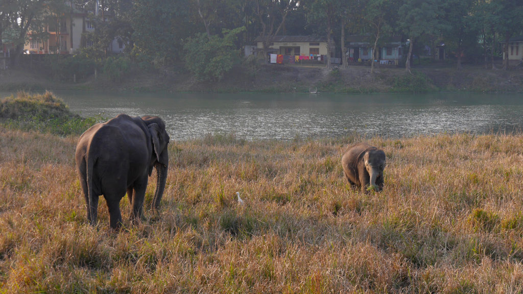 These elephants were unfortunately not wild, as they had chains around their ankles