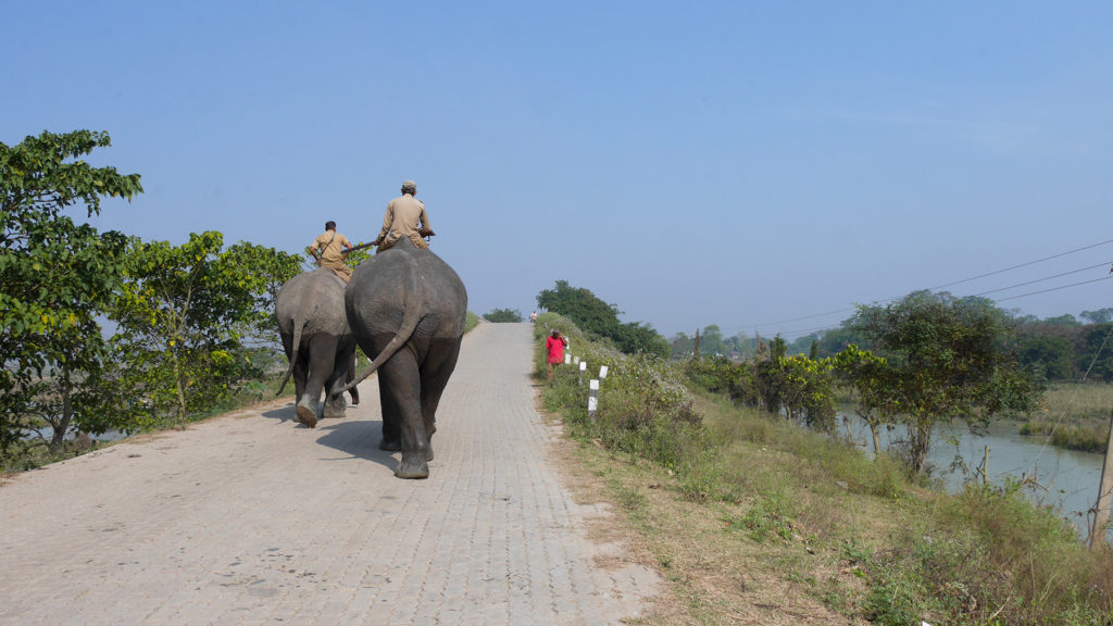 Nämä puistonvartijat norsujen selässä kertoivat meille, missä olivat juuri nähneet sarvikuonoja