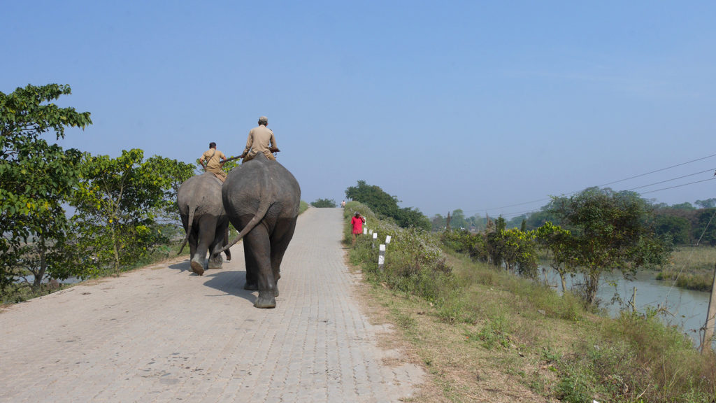 On the way, these rangers on elephants told us the exact spot where they had just seen rhinos