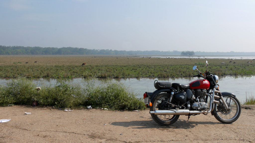 Our lovely Enfield with cows, birds and rhinos in the background!