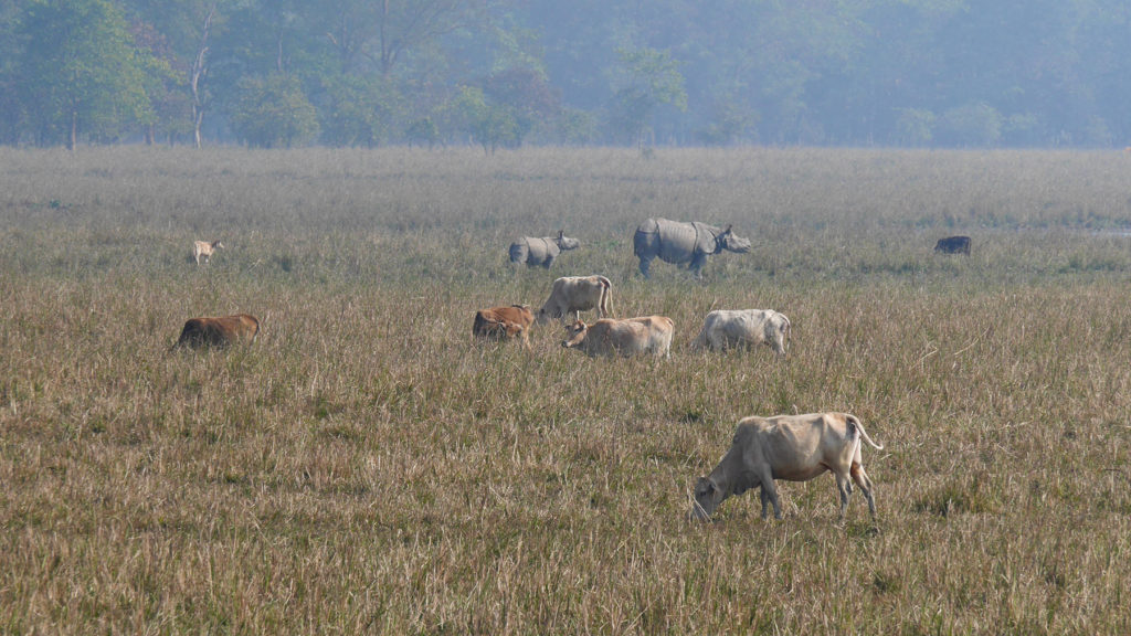 Mom rhino with its baby seen from the road