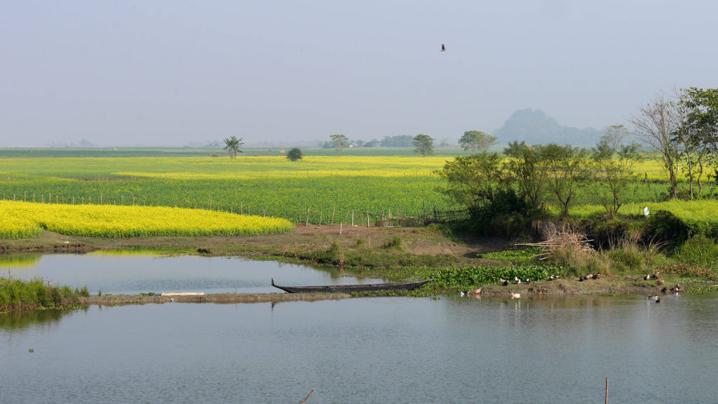 Mustard fields on the way